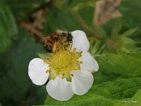 Murarka na truskawce 5